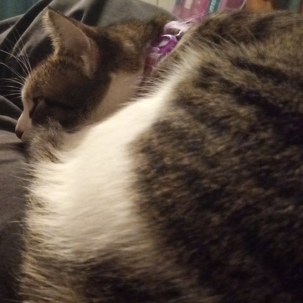 Meet your Posher, leahciM